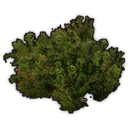 Lush Shrub