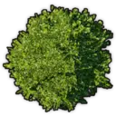 Small Shrub