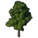 Albionic Oak