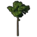 Albionic Pine