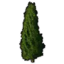 Conifer