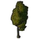 Squat Tree