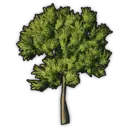 Olive Tree
