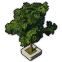 Albionic Oak (Planted)
