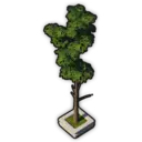 Albionic Pine (Planted)