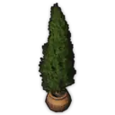 Conifer (Planted)