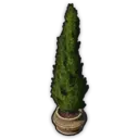 Cypress (Planted)
