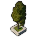 Squat Tree (Planted)