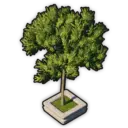 Olive Tree (Planted)