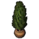 Trimmed Tree (Planted)