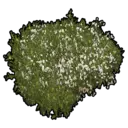 Wild Flowers