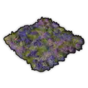 Lilac Wildflowers