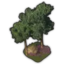 Pine Garden