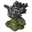 Oleander