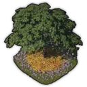 Fig Tree