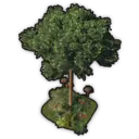Stone Pine